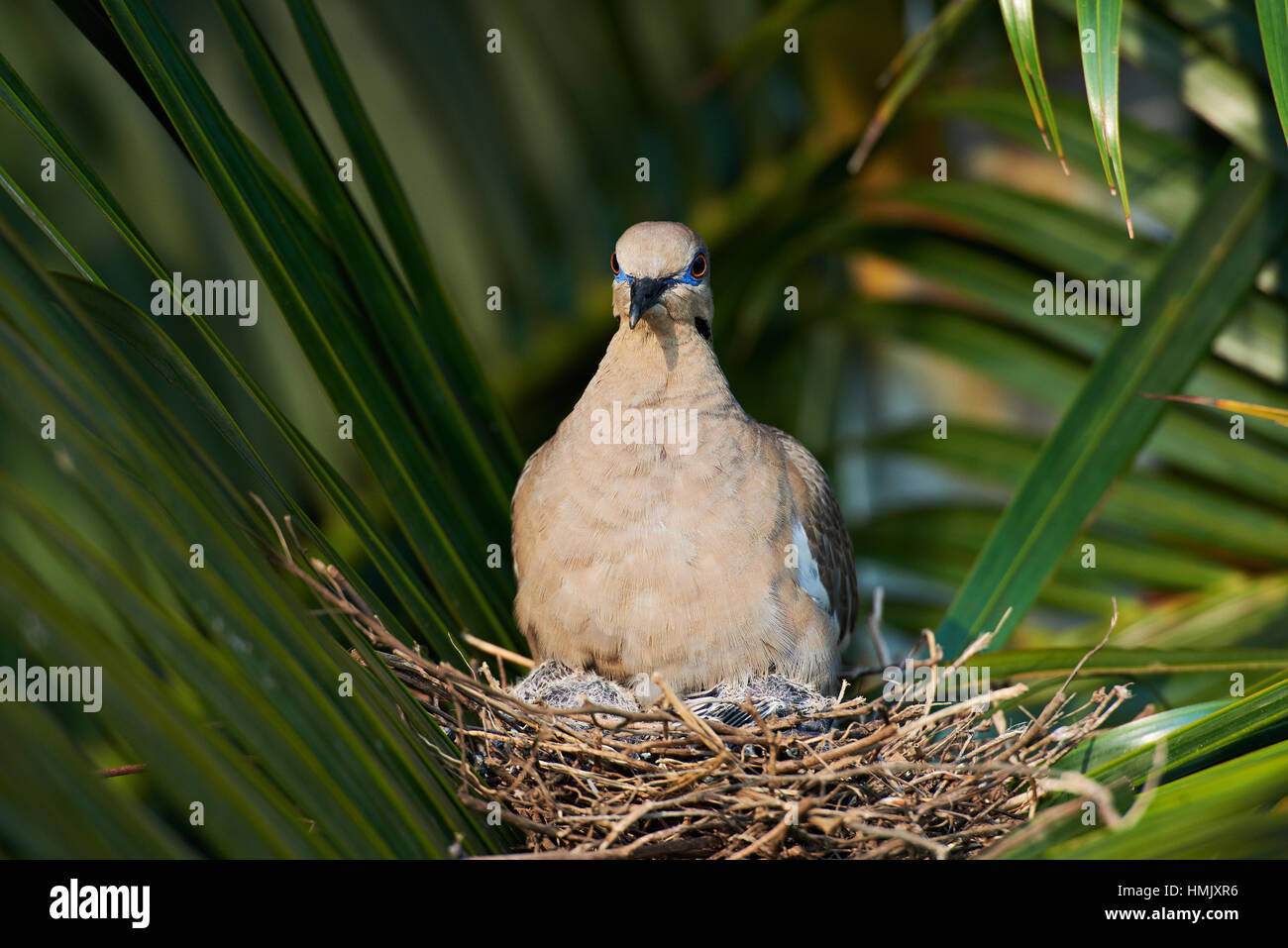 Nahaufnahme eines weißen Flügel Taube im Nest mit babes Stockfoto