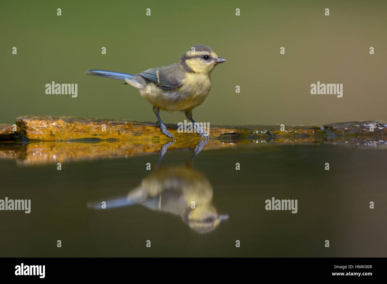 Blaumeise (Cyanistes Caeruleus), Jungvogel auf Vogelbad, Reflexion, Nationalpark Kiskunság, Ungarn Stockfoto