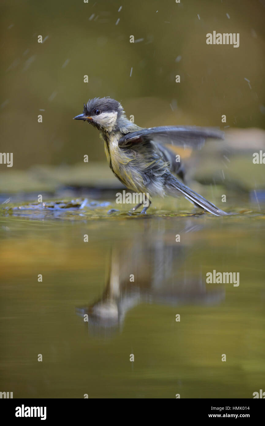 Kohlmeise (Parus großen), Jungvogel, Baden, Reflexion, Nationalpark Kiskunság, Ungarn Stockfoto