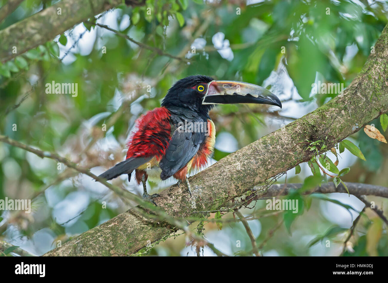 Fiery-abgerechnet (pteroglossus aracari frantzii) auf Zweig, sarapiqui, Costa Rica Stockfoto