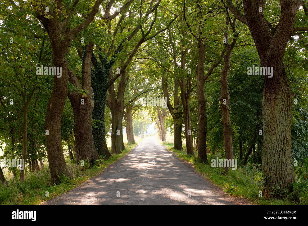 Avenue zwischen Rankwitz und Liepe, Lieper Winkel, Usedom, Mecklenburg-Western Pomerania, Deutschland Stockfoto