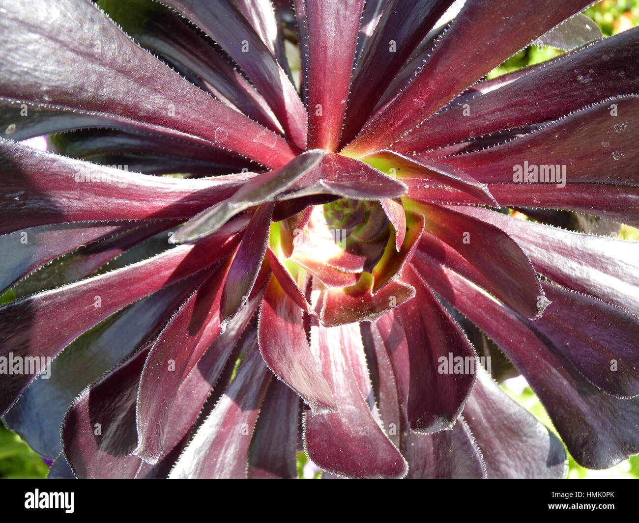 blühenden Aeonium Arboreum Zwartkop Stockfoto