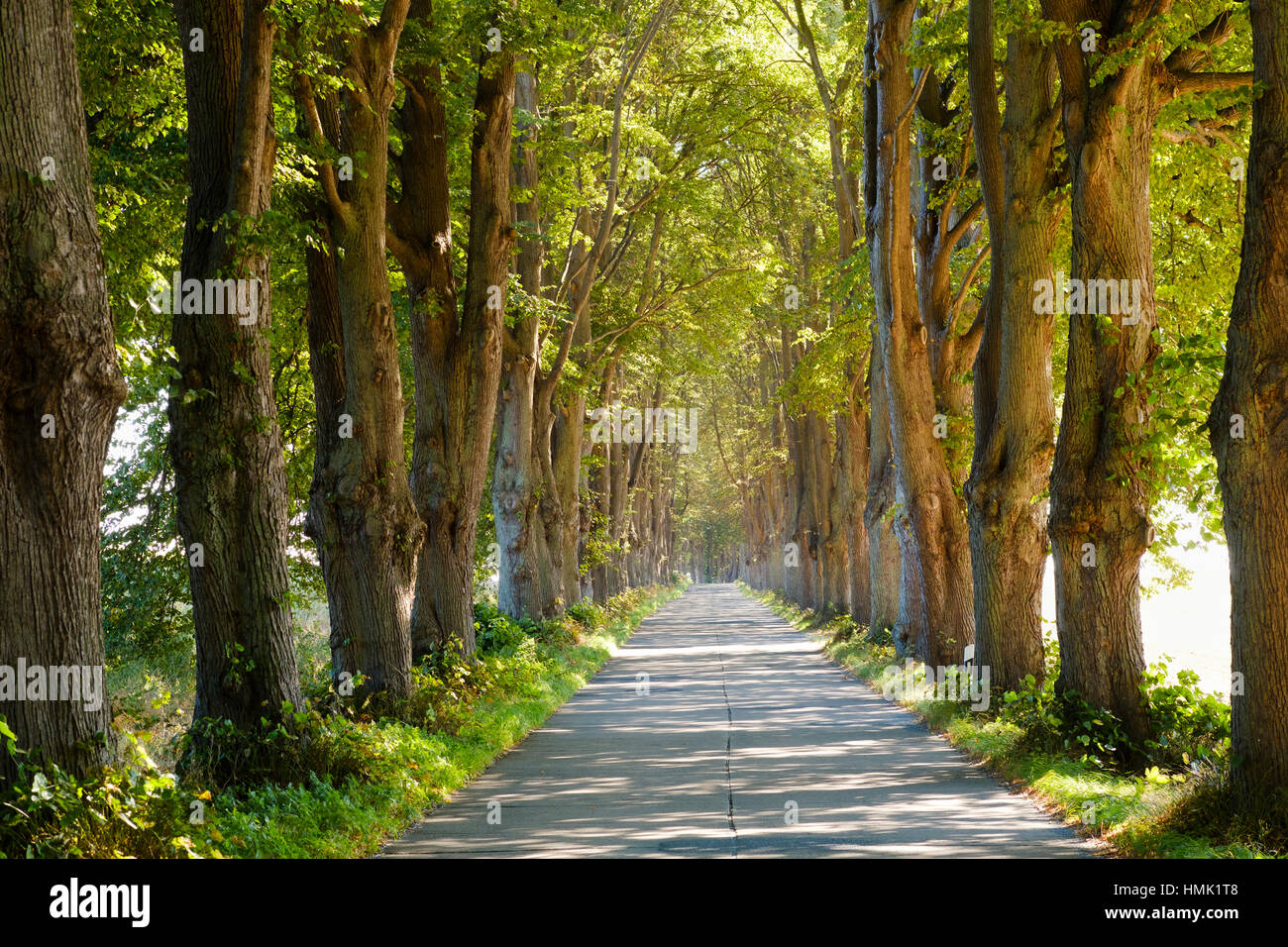 Lindenallee, Krummin, Usedom, Mecklenburg-Western Pomerania, Deutschland Stockfoto