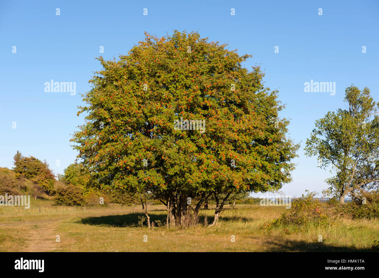 Rowan, Vogelbeerbaum, Eberesche (Sorbus Aucuparia) mit roten Beeren, Halbinsel Gnitz, Lütow, Usedom Stockfoto