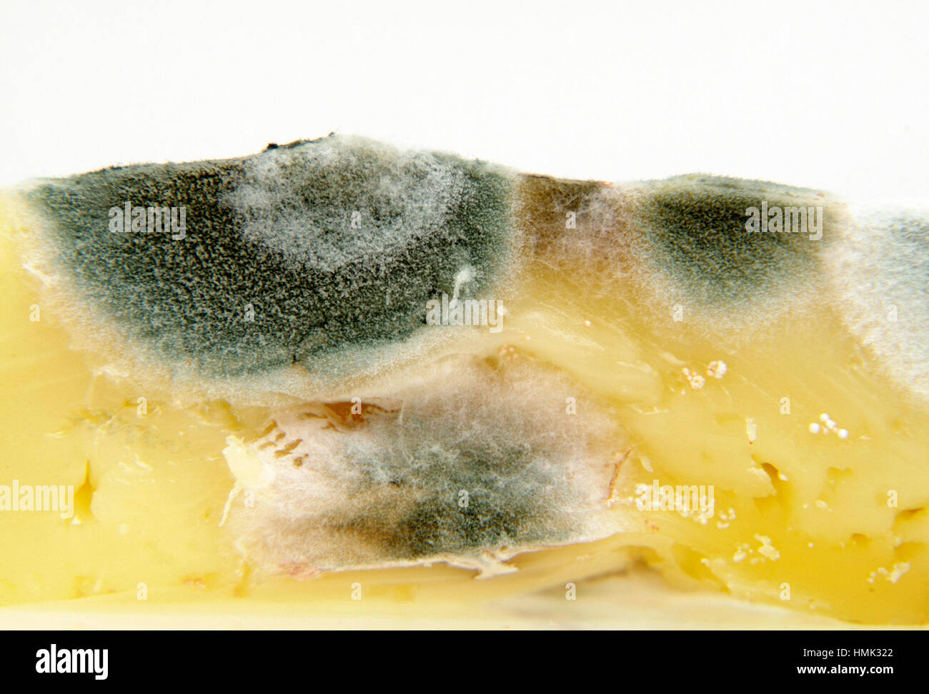 Schimmel käse Fotos und Bildmaterial in hoher Auflösung Alamy