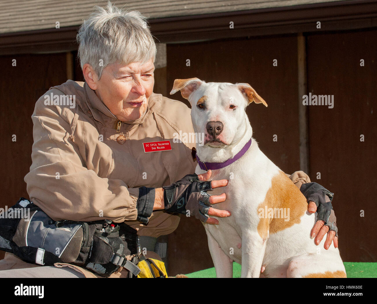 Weiß und Tan Pitbull Mischling Rettungshund Blick in die Kamera und sein Haustier von Tierheim Arbeitskraft Stockfoto