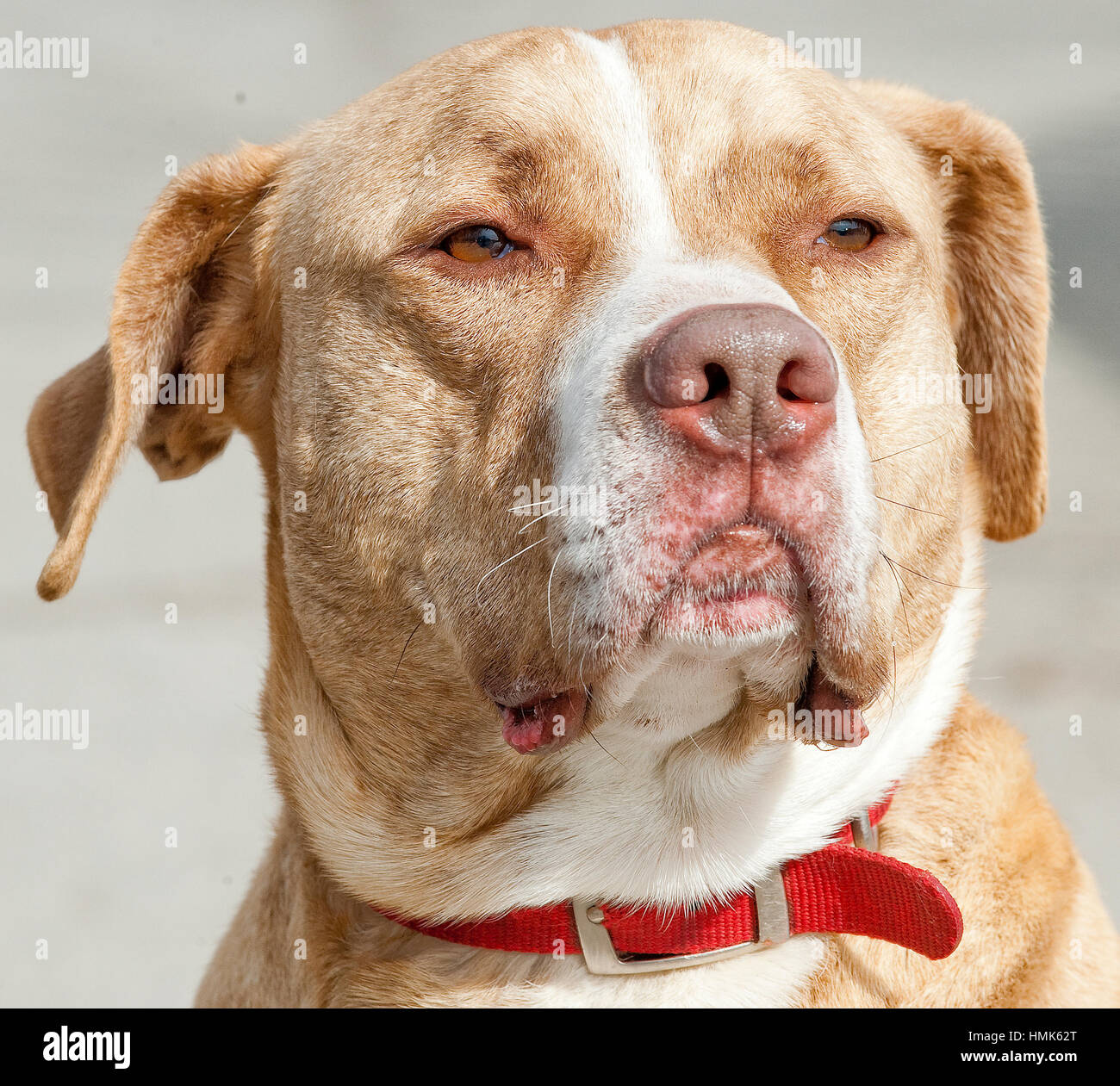 Tan Hund mit weißen Streifen Rettung Hund gemischt Rasse Pitbull schließen  Sie Kopfschuss regal Ausdruck Stockfotografie - Alamy