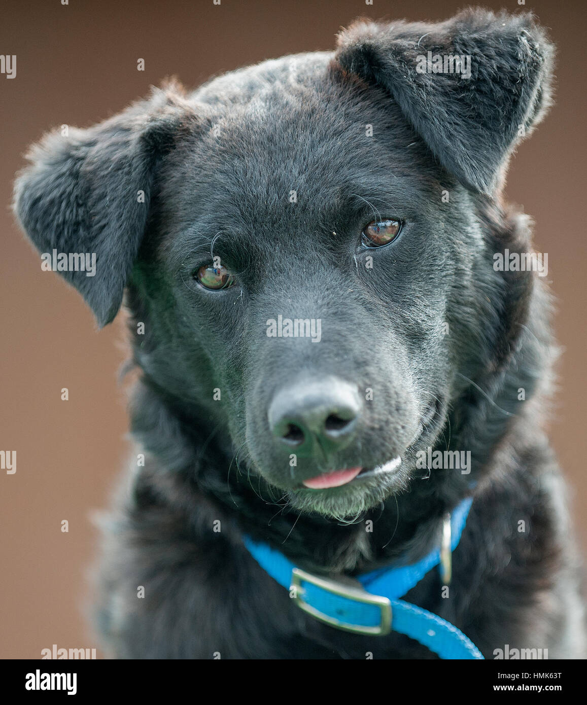 schwarzer Hund Kopfschuss Porträt Blick auf Kamera Kopfneigung gestellt Stockfoto