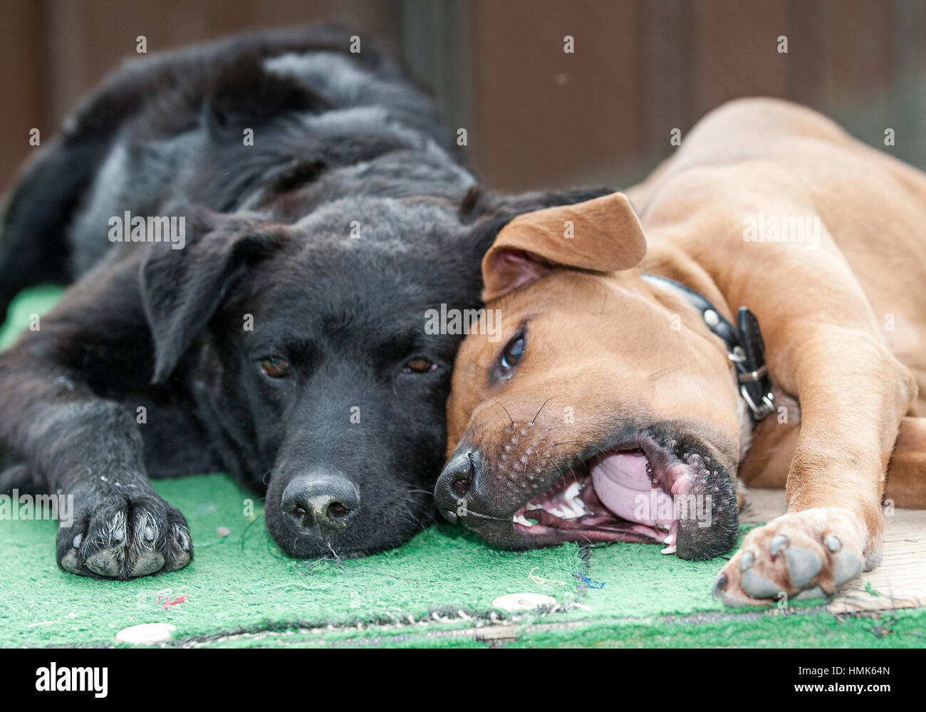 Zwei verspielte Tierheim Hunde liegend nach unten gerichtete Kamera Blick in die Kamera eines mit offenem Mund Stockfoto