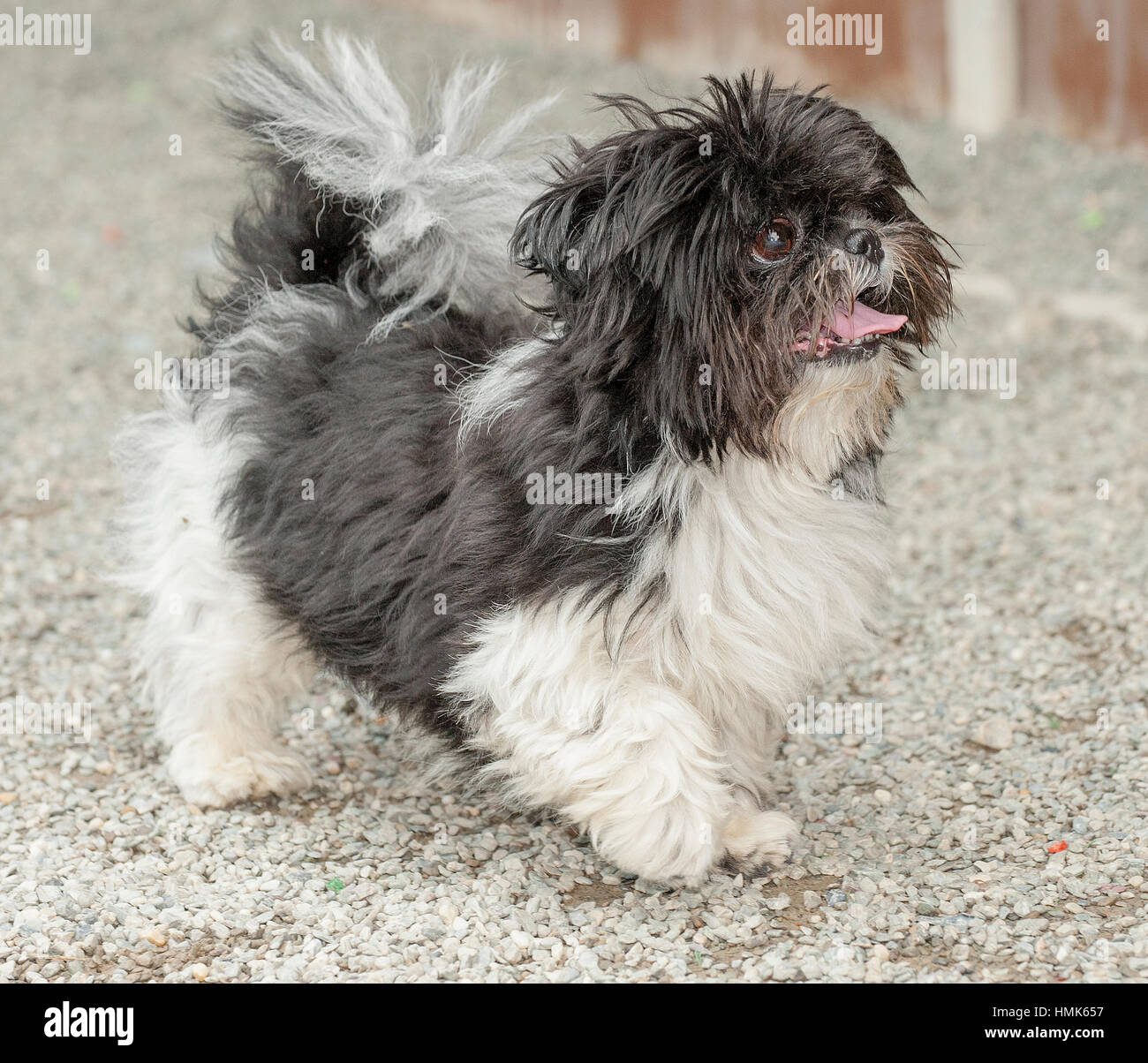schwarz / weiß Spielzeug Rasse Hund Ganzkörper Trab suchen draußen Stockfoto
