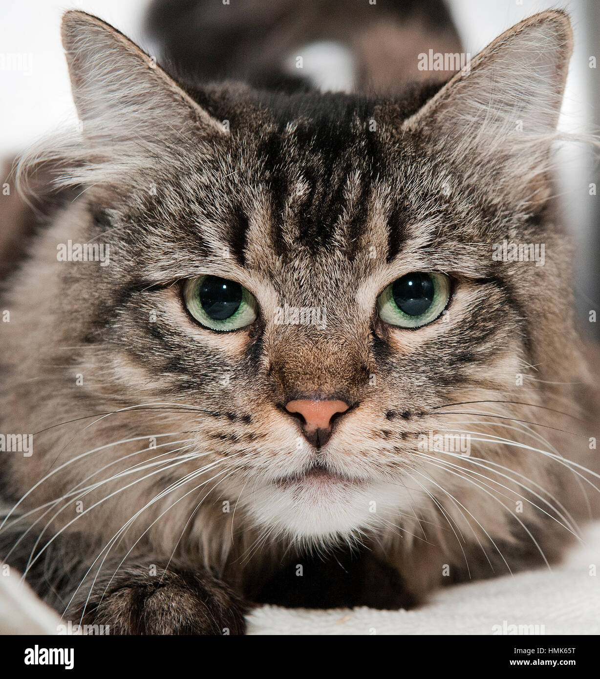 Gray Long Haired Cat Stockfotos & Gray Long Haired Cat Bilder - Alamy