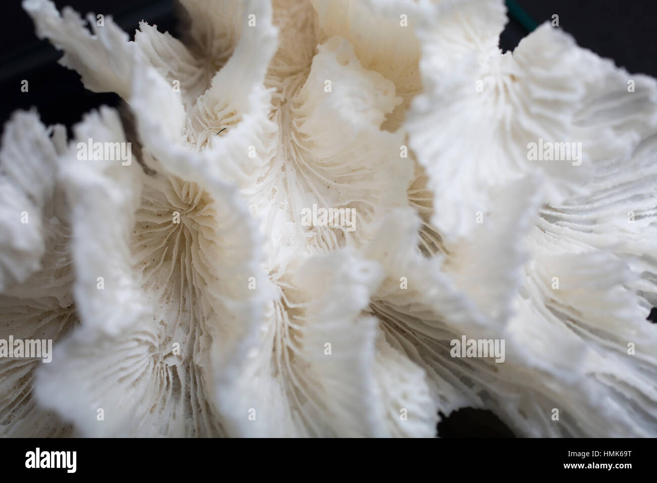 Weiße Korallen vor schwarzem Hintergrund Studioaufnahme Nahaufnahme Makro-detail Stockfoto