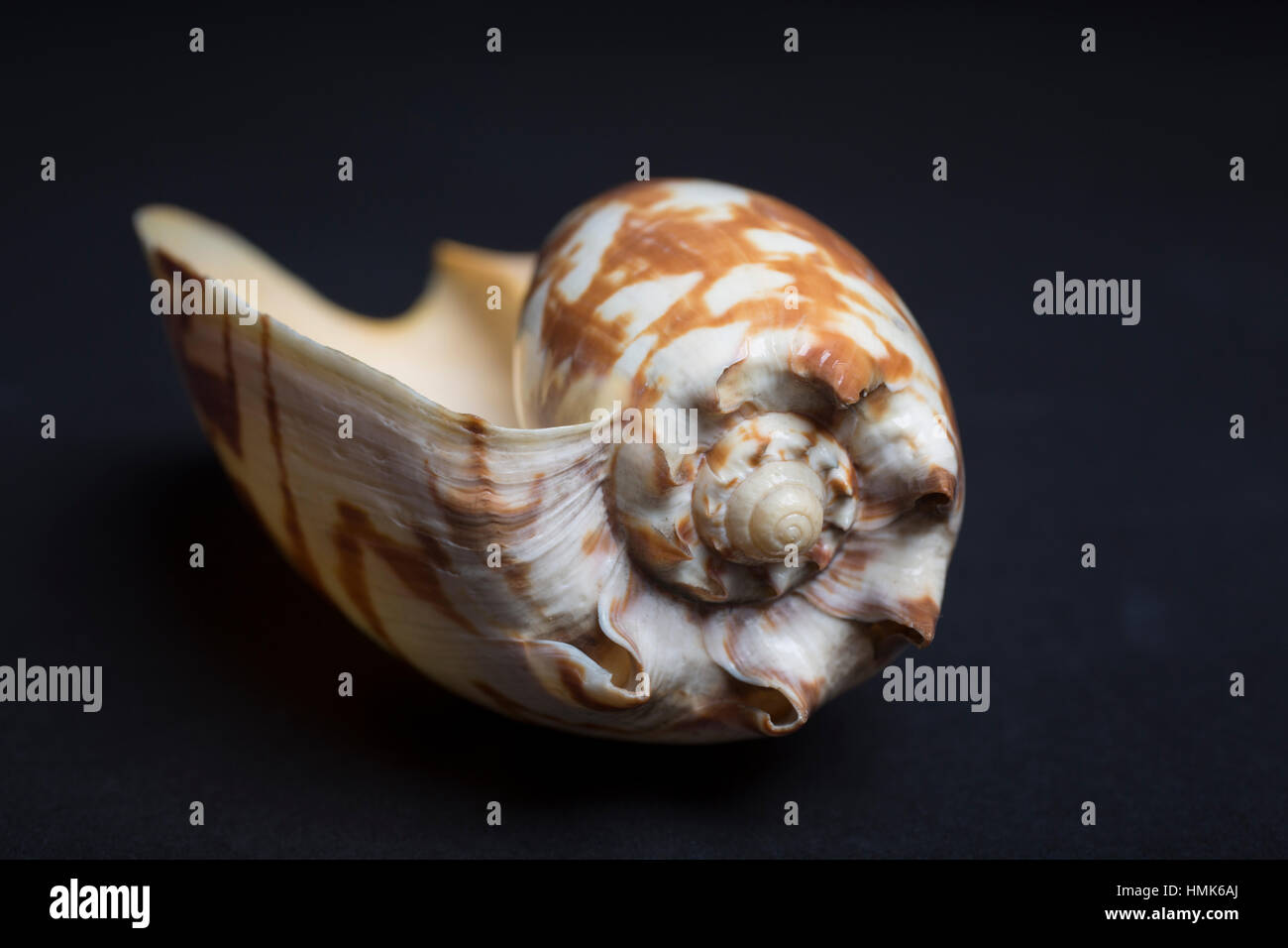 Studioaufnahme von Shell mit schwarzem Hintergrund ausschneiden abstrakt hautnah Stockfoto