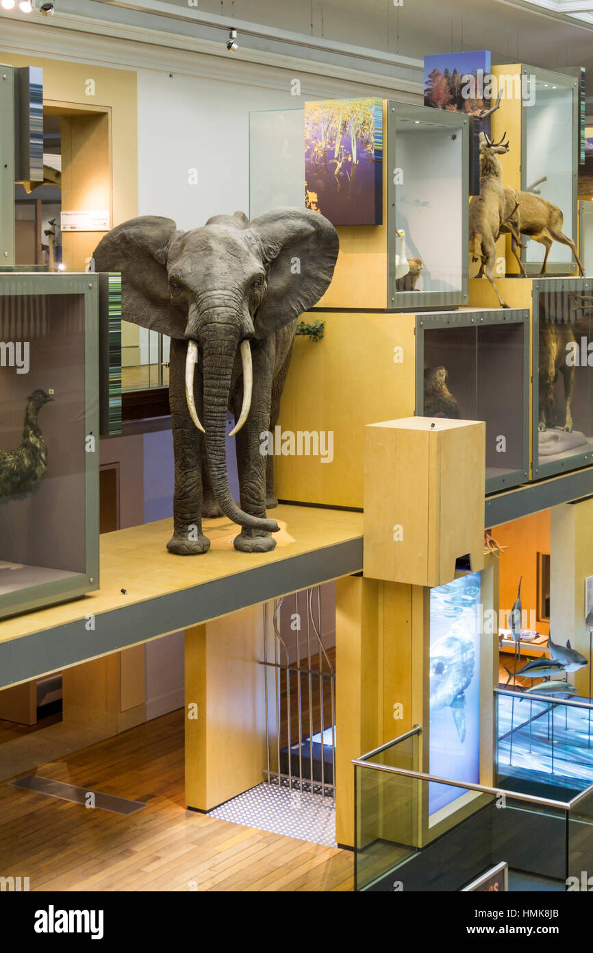 Im großen Norden Museum: Hancock, in Newcastle.  Vollem Umfang Besetzung eines afrikanischen Elefanten beinhaltet. Stockfoto