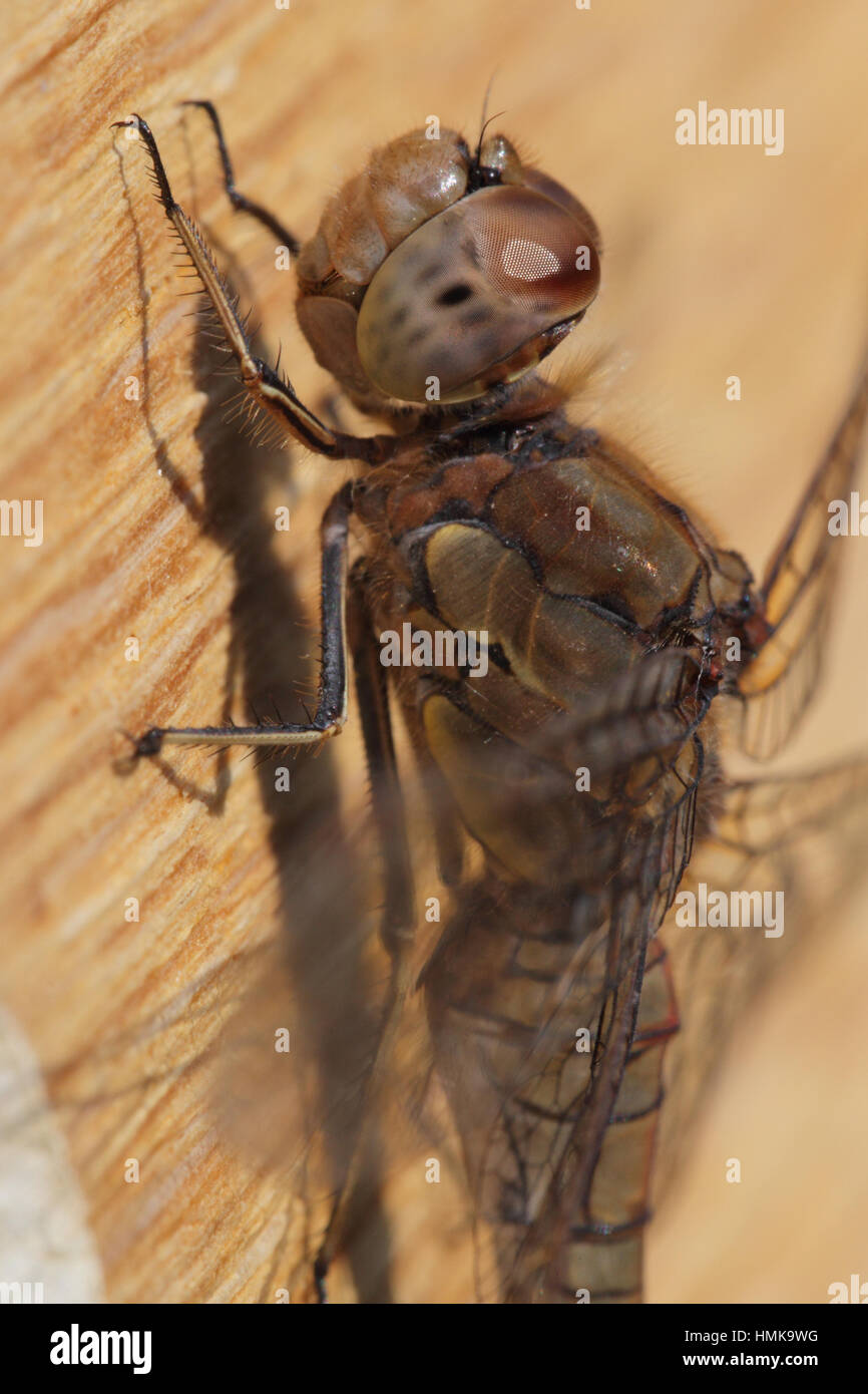Gemeinsamen Darter (Sympetrum Striolatum) - Nahaufnahme dieser Libelle, die Facettenaugen zeigt, wie er auf eine Holzoberfläche sitzt Stockfoto