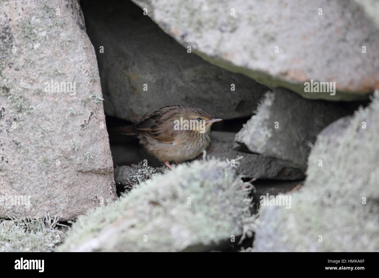 Lanceolated Warbler (Locustella Lanceolata) - ein seltener Zugvogel lauert in einer Steinmauer auf Fair Isle, Shetland, UK Stockfoto