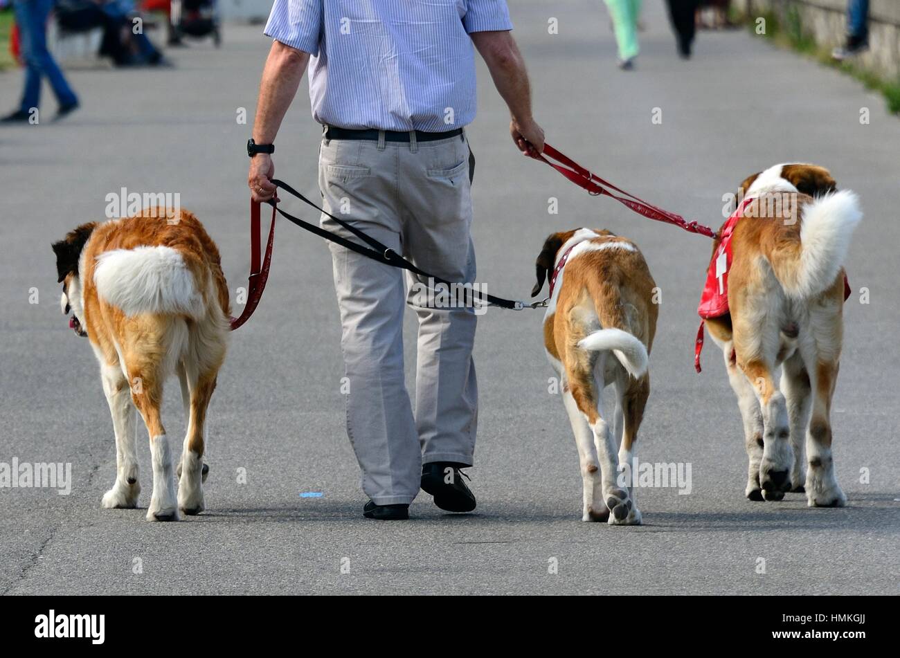 Drei Bernhardiner Hunde bei einem Spaziergang, Genf, Schweiz  Stockfotografie - Alamy