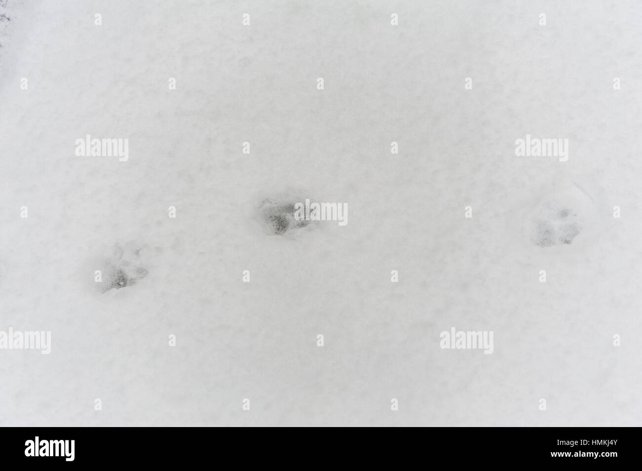 Waschbär spuren schnee Fotos und Bildmaterial in hoher Auflösung Alamy