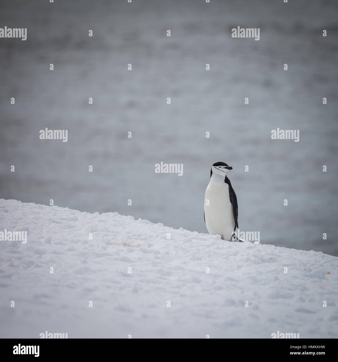 alleiniger Pinguin stehend auf Schnee. Leben in der Natur. Stockfoto