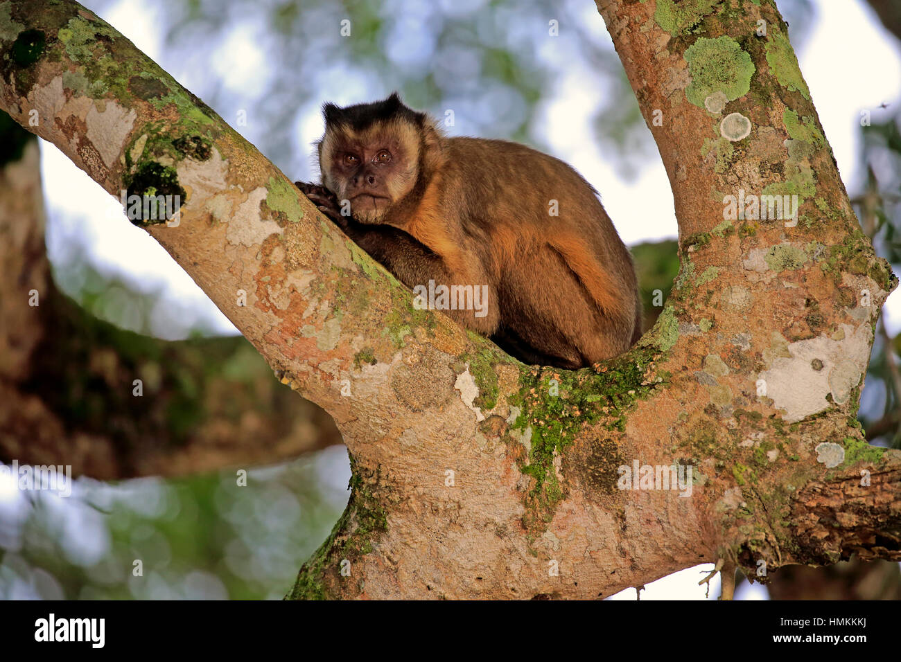 Braune Kapuziner, getuftet Kapuziner, schwarz-capped Kapuziner, (Cebus Apella), Erwachsene auf Baum, Pantanal, Mato Grosso, Brasilien, Südamerika Stockfoto