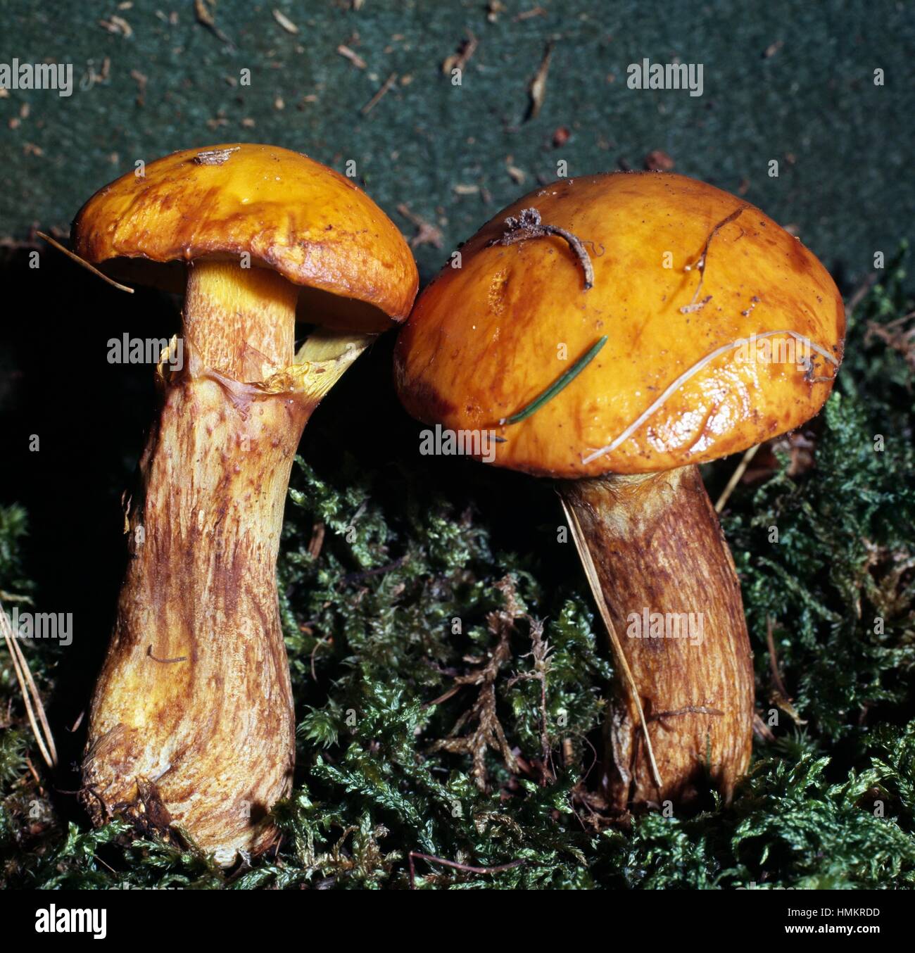 Die Greville Bolete oder Lärche Bolete (Boletus Elegans, Suillus Elegans oder Suillus Grevillei), Boletaceae. Stockfoto