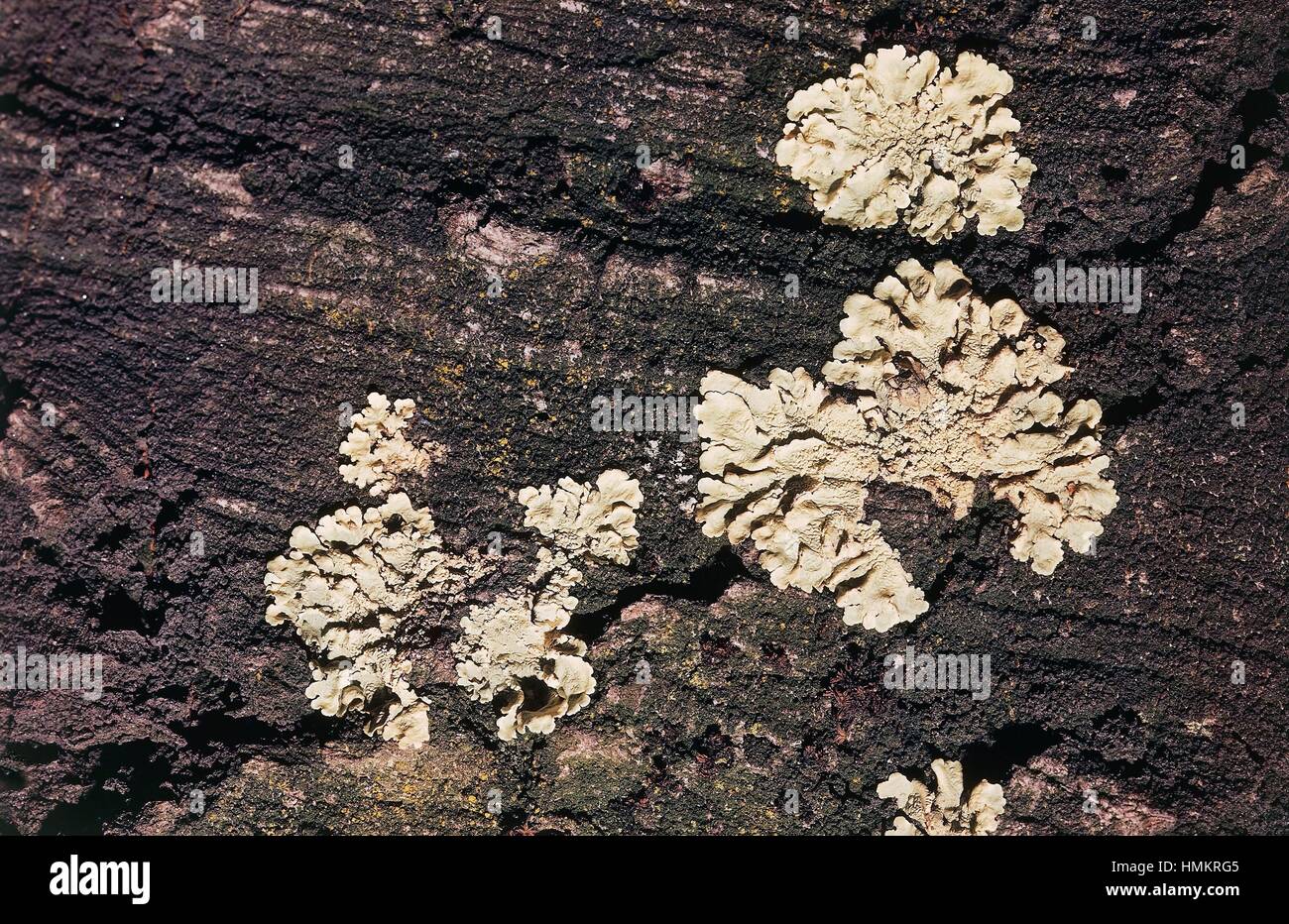 Gemeinsame Greenshield Flechten (Flavoparmelia Caperata), Parmeliaceae. Stockfoto