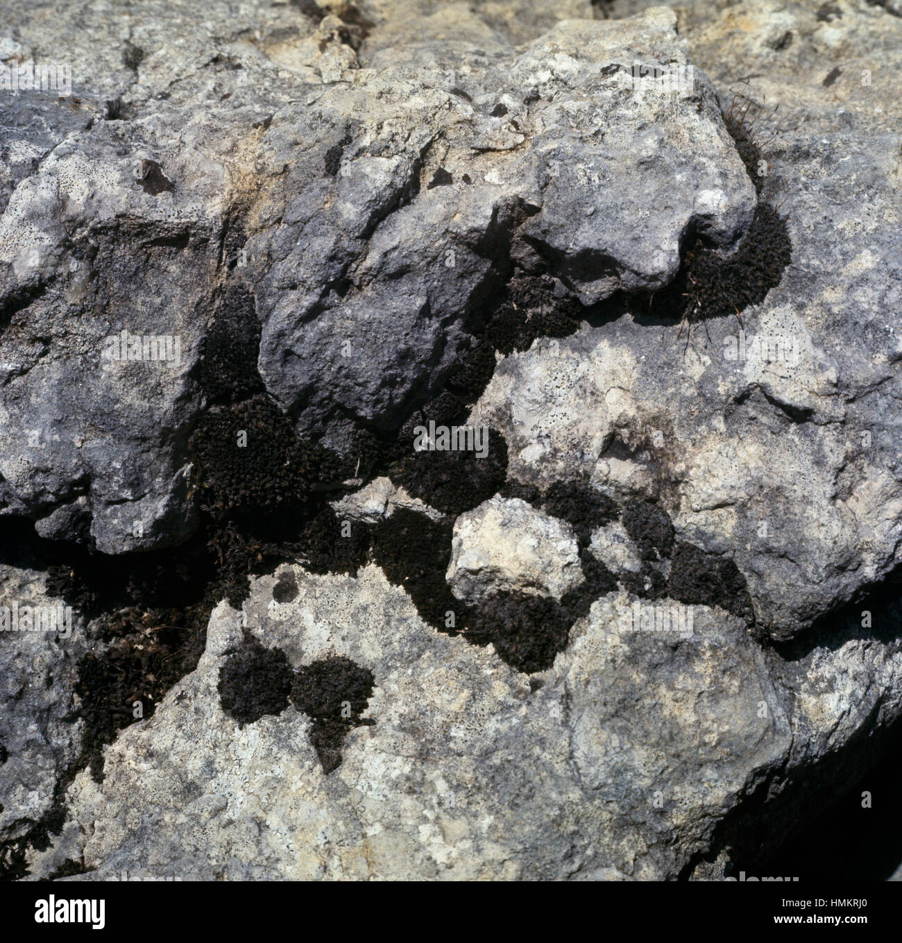 Flechten und Black Mountain Grimmia (Schistidium Atrofuscum), Grimmiaceae. Stockfoto