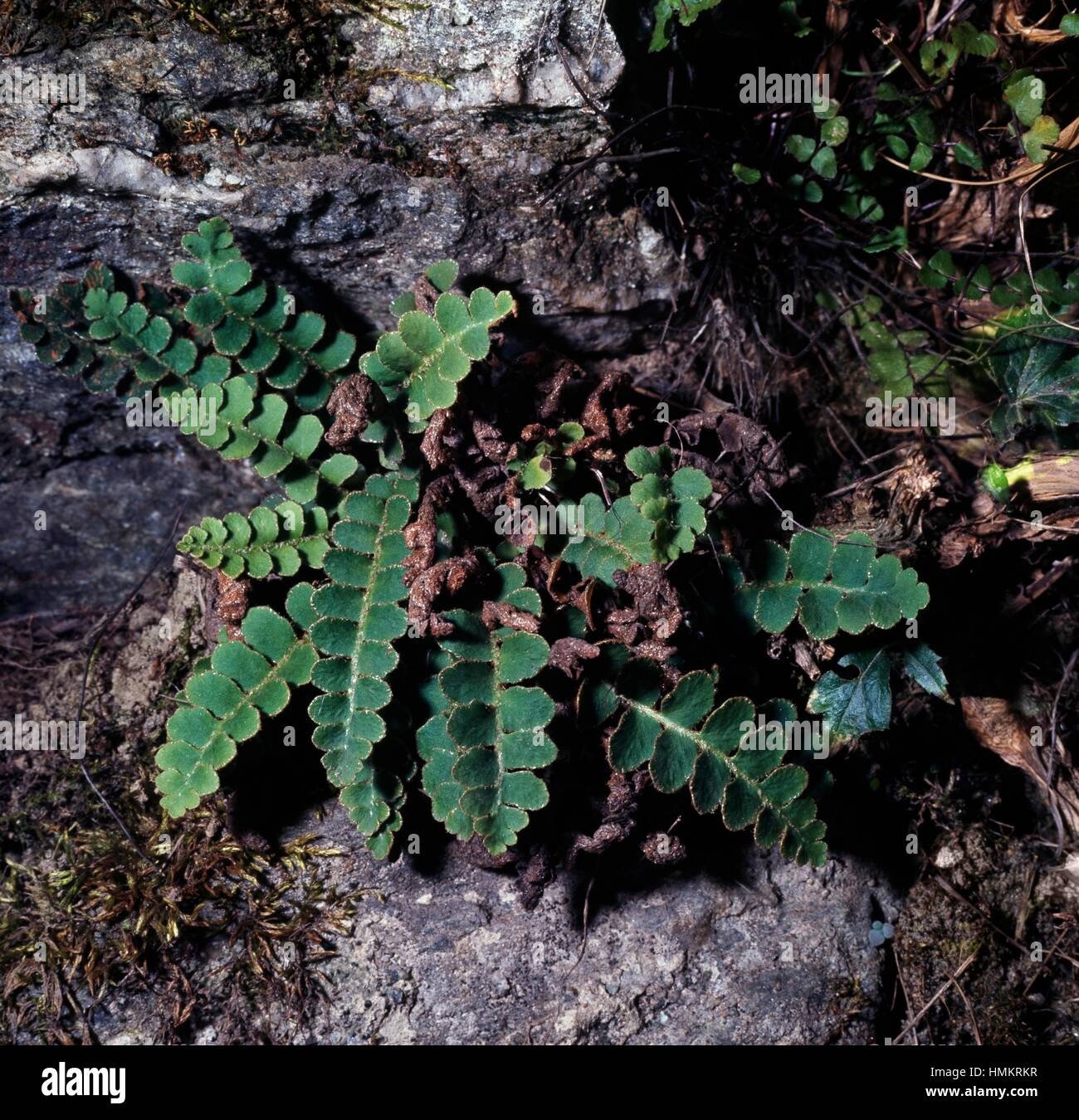 Rustyback Farn (Asplenium Ceterach), Aspleniaceae. Stockfoto