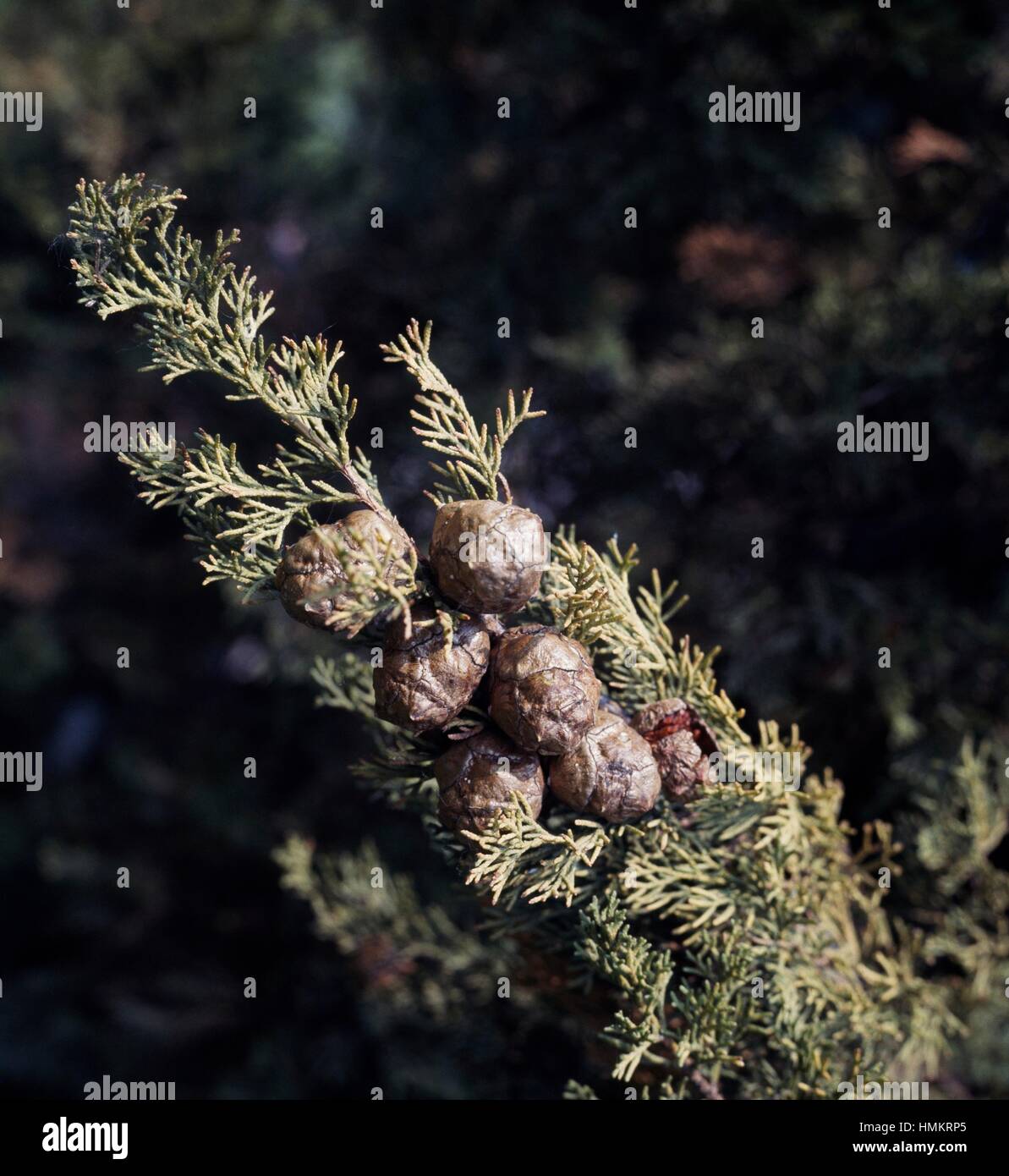 Mittelmeer Zypresse Wedel mit Zapfen (Cupressus Sempervirens), Cupressaceae. Stockfoto