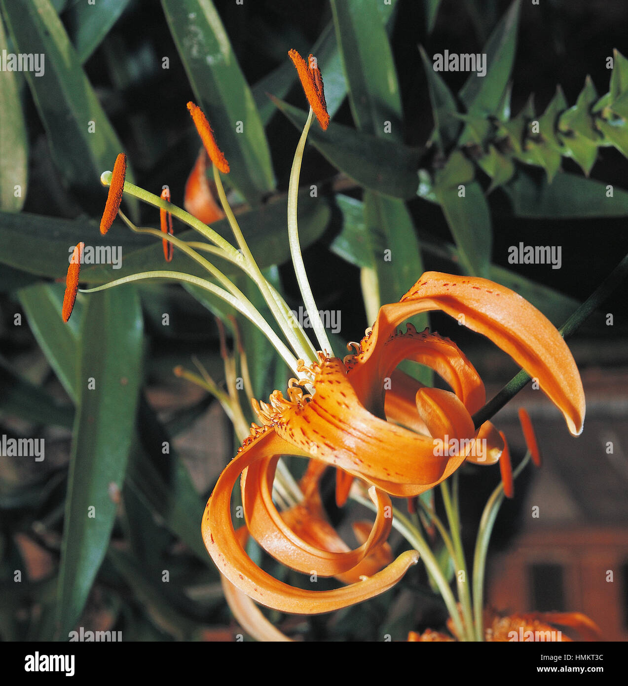Turban Lilie (Lilium Pomponium), Liliaceae. Stockfoto
