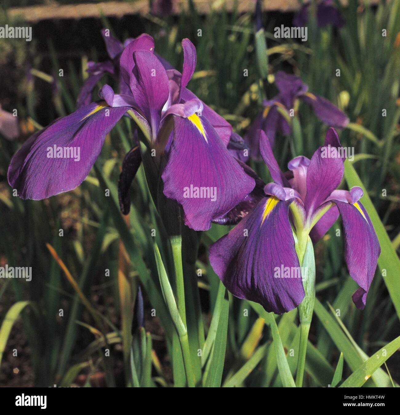 Sibirische Schwertlilie (Iris Sibirica), Iridaceae. Stockfoto