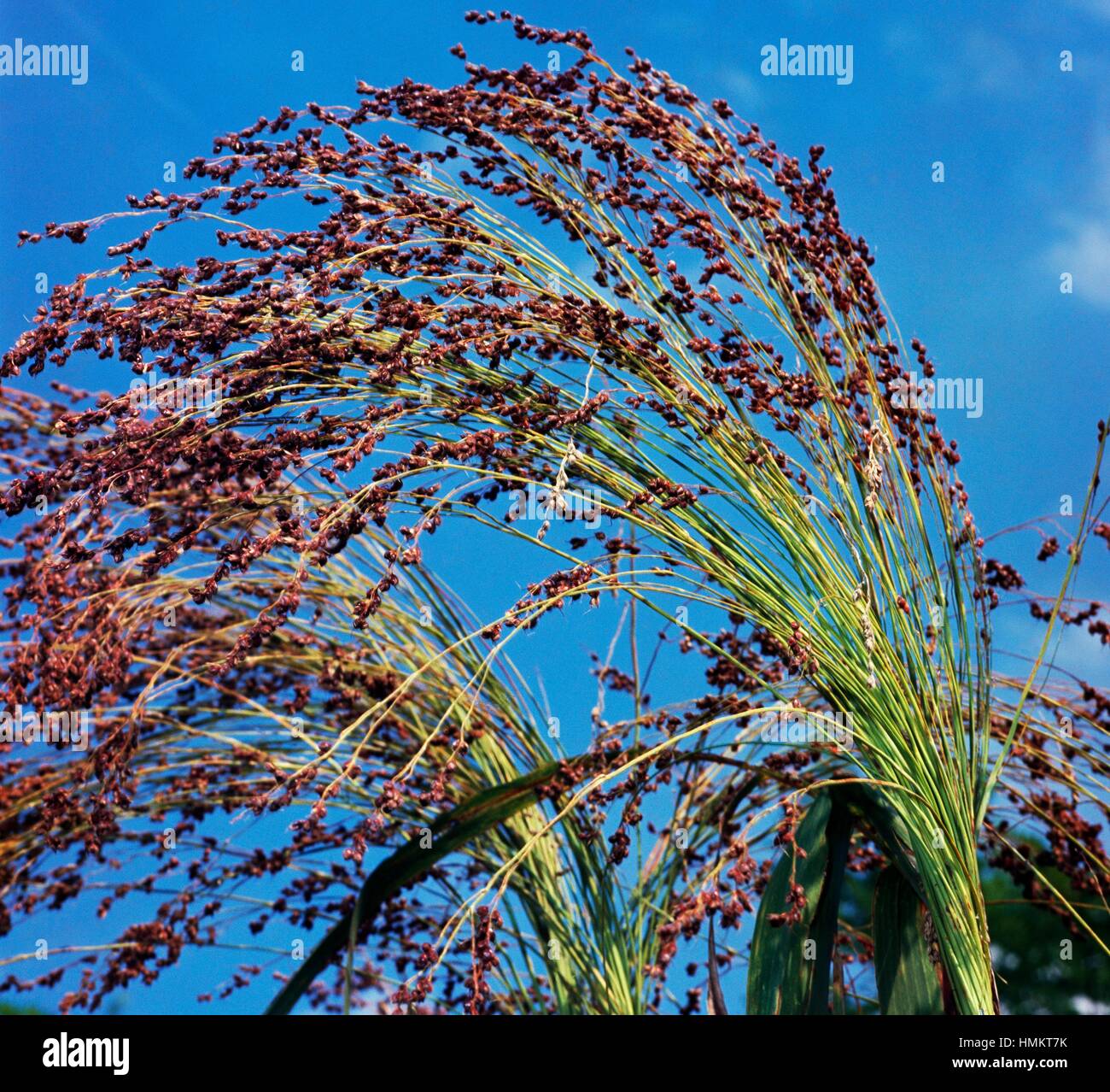 Vulgare Var Saccharatum), Poaceae Stockfotografie Alamy