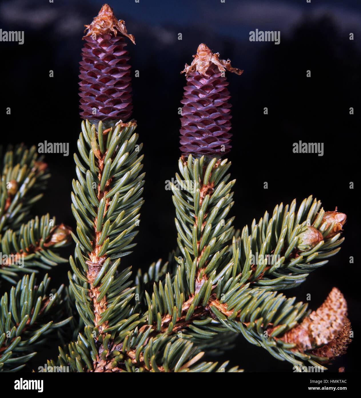 Zapfen für Fichte oder Fichte (Picea Abies), Tannenbäumen. Stockfoto