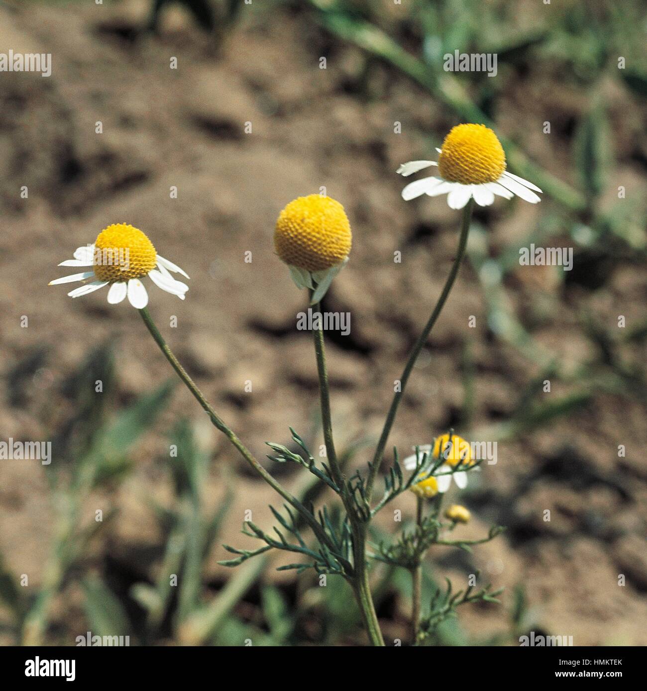 Schafgarbe (Achillea sp), Asteraceae. Stockfoto