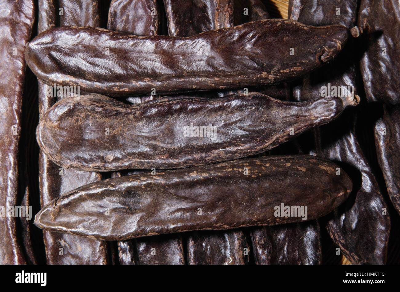 Johannisbrotbaum oder St. John'sBrot Fruchthülsen (Ceratonia Siliqua