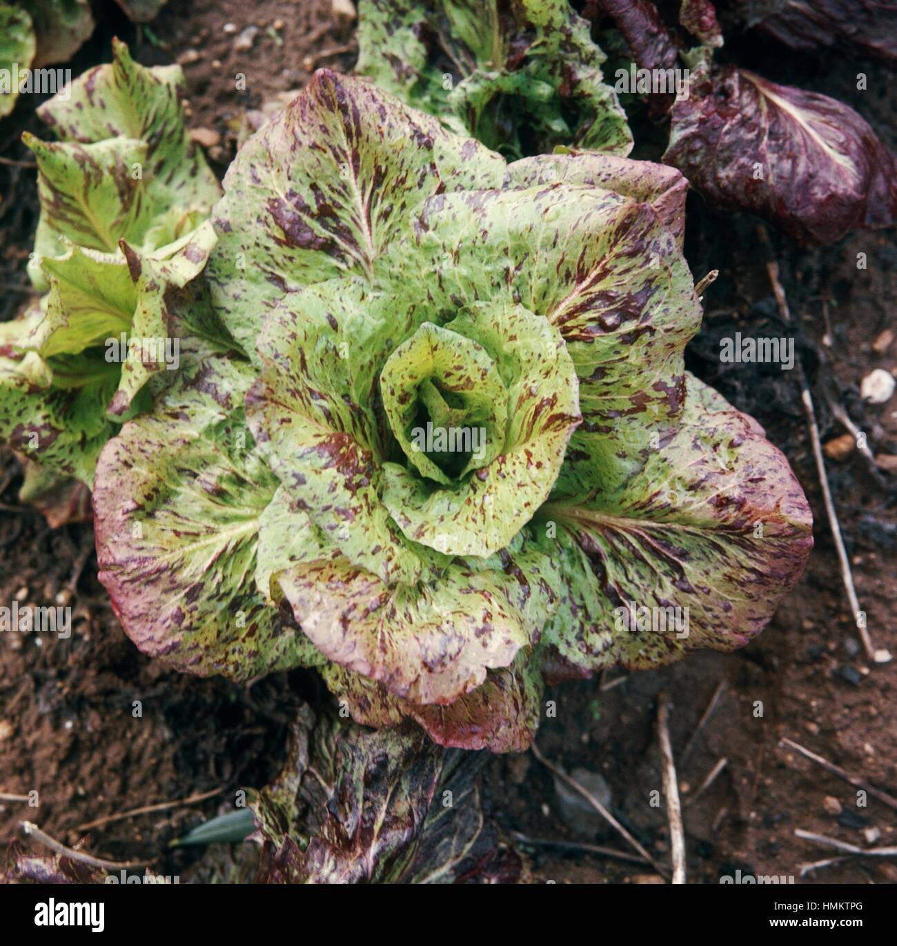Bunte Radicchio aus Castelfranco Veneto, verschiedene gemeinsame Chicorée (Cichorium Intybus), Asteraceae, PGI Produkt (geschützte geografische Angabe). Stockfoto