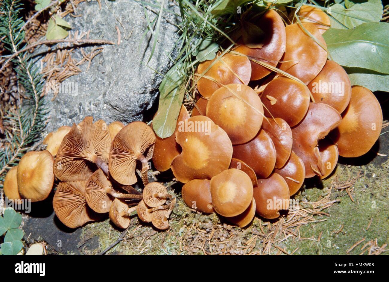 Ummantelte Stockschwämmchen oder samt Toughshank (Pholiota Stockschwämmchen), Cortinariaceae. Stockfoto