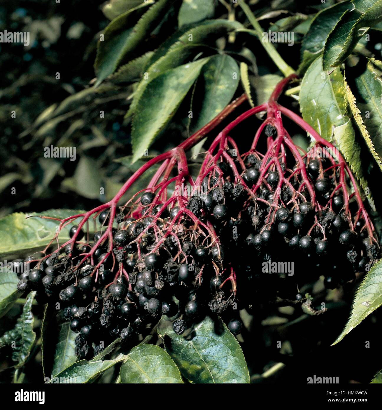 Beeren des Holunder, Black elder oder europäischen Holunder (Sambucus Nigra). Reife Früchte. Stockfoto