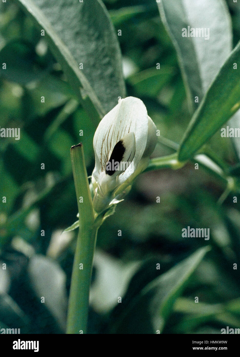 Faba Bohne (Vicia Faba), Fabaceae. Stockfoto