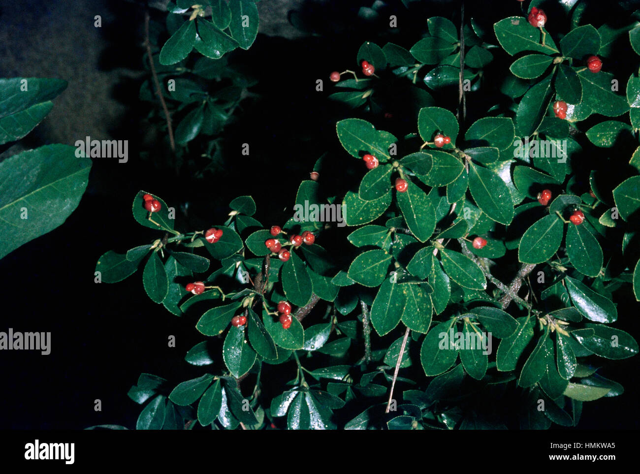 Japanische Spindel Blätter und Früchte (Euonymus Japonicus), Celastraceae. Stockfoto