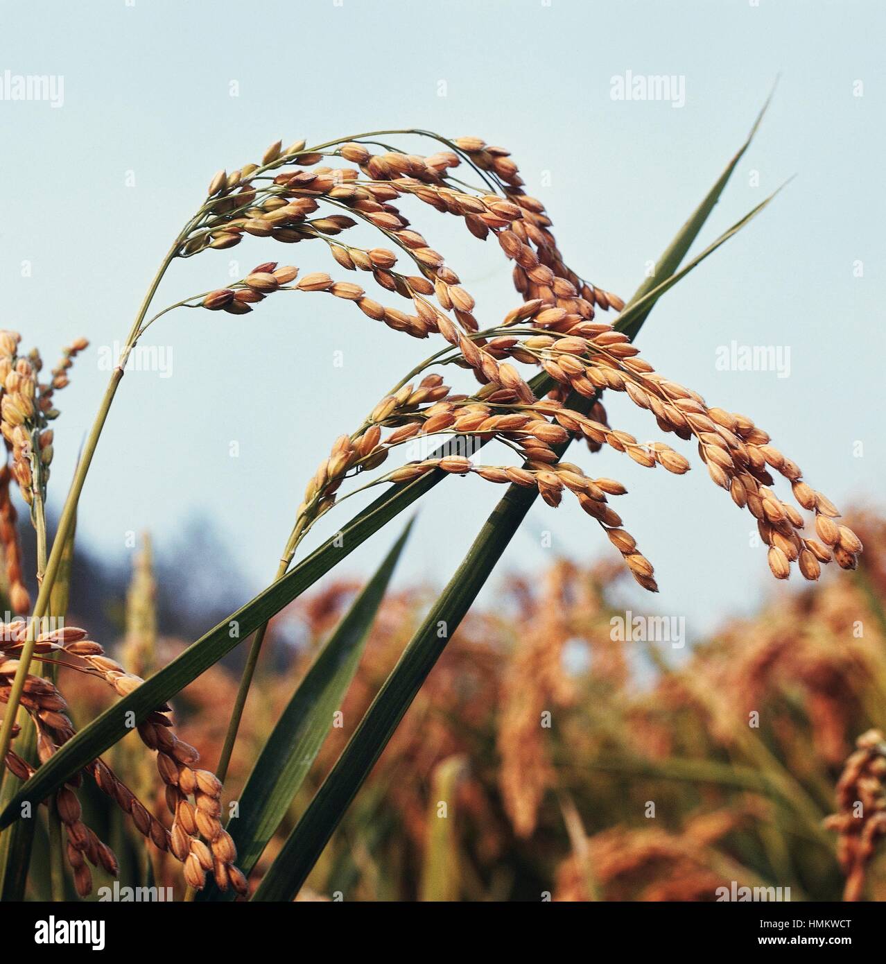 Reis (Oryza Sativa), Ohren Poaceae. Stockfoto