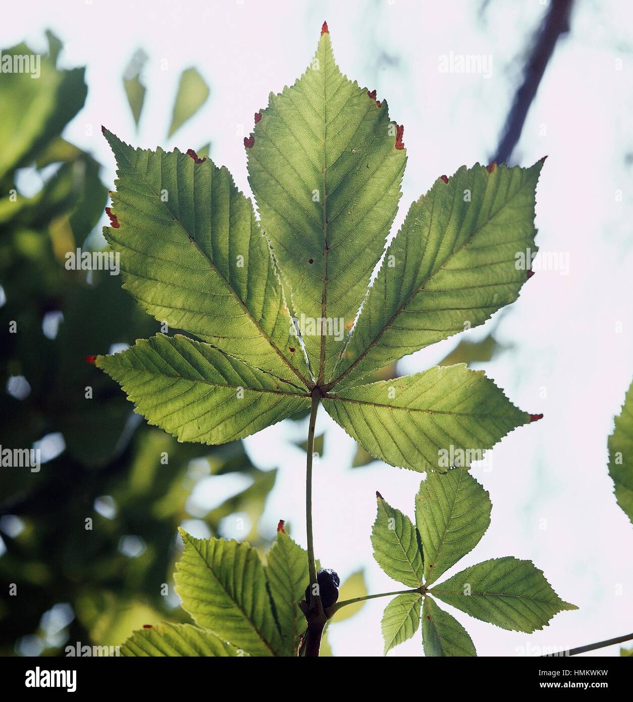 Handförmig zusammengesetzte Blätter der Rosskastanie oder Conker Baum (Aesculus Hippocastanum), Sapindaceae. Stockfoto