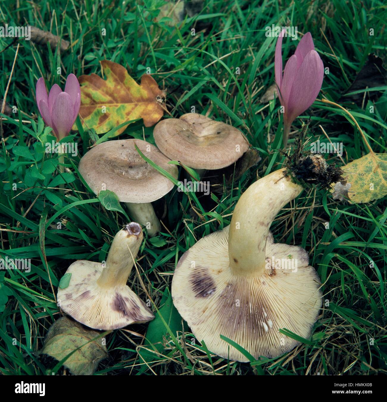 Beispiele für lila Färbung Milkcap (Lactarius Uvidus), Russulacee. Stockfoto