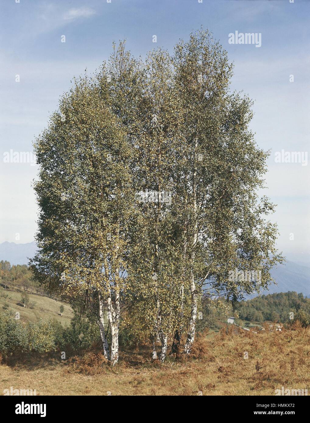 Botanik - Bäume - Betulaceae - Birke (Betula) Stockfoto