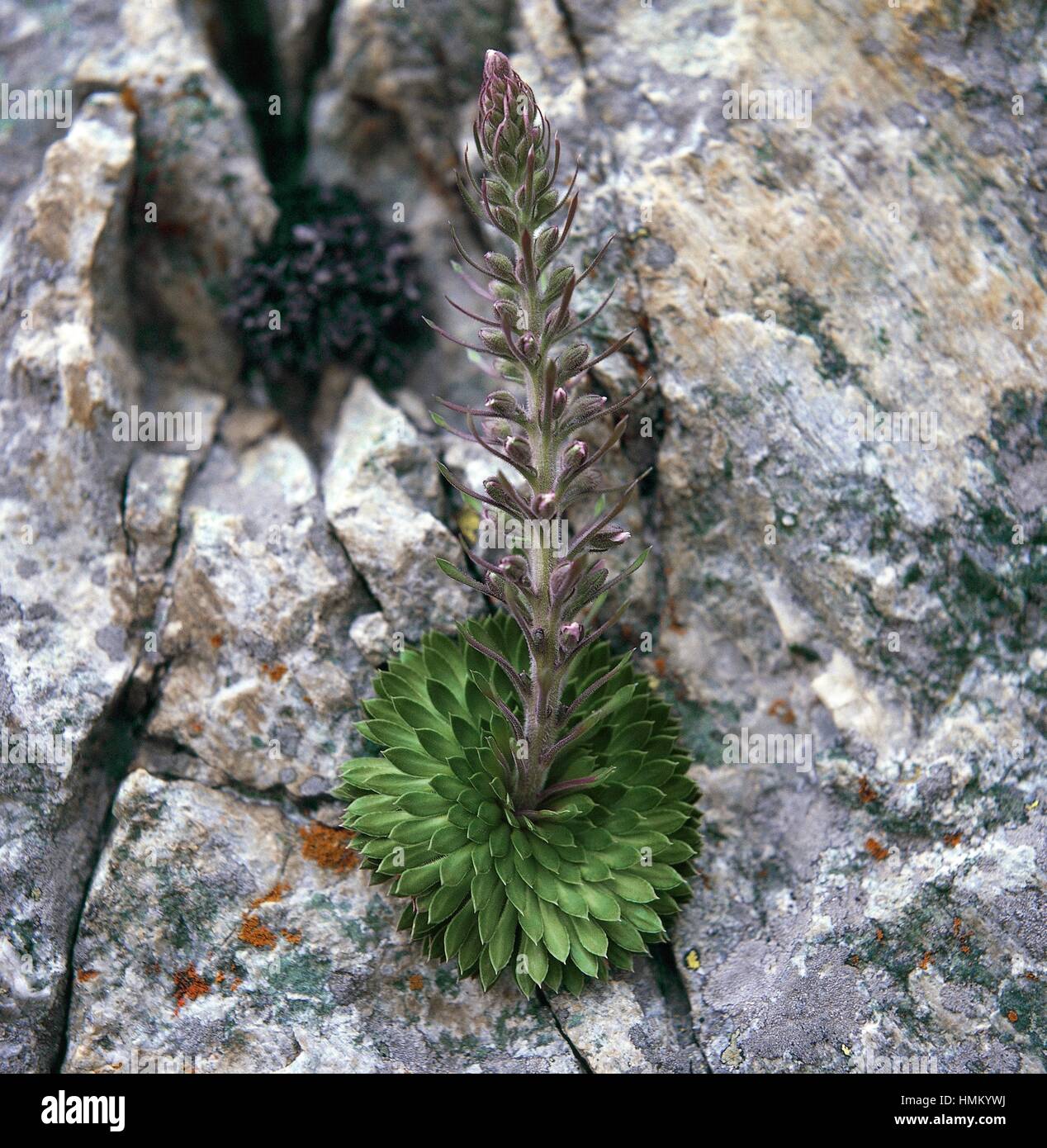 Der alte König (Saxifraga Florulenta), Saxifragaceae. Stockfoto
