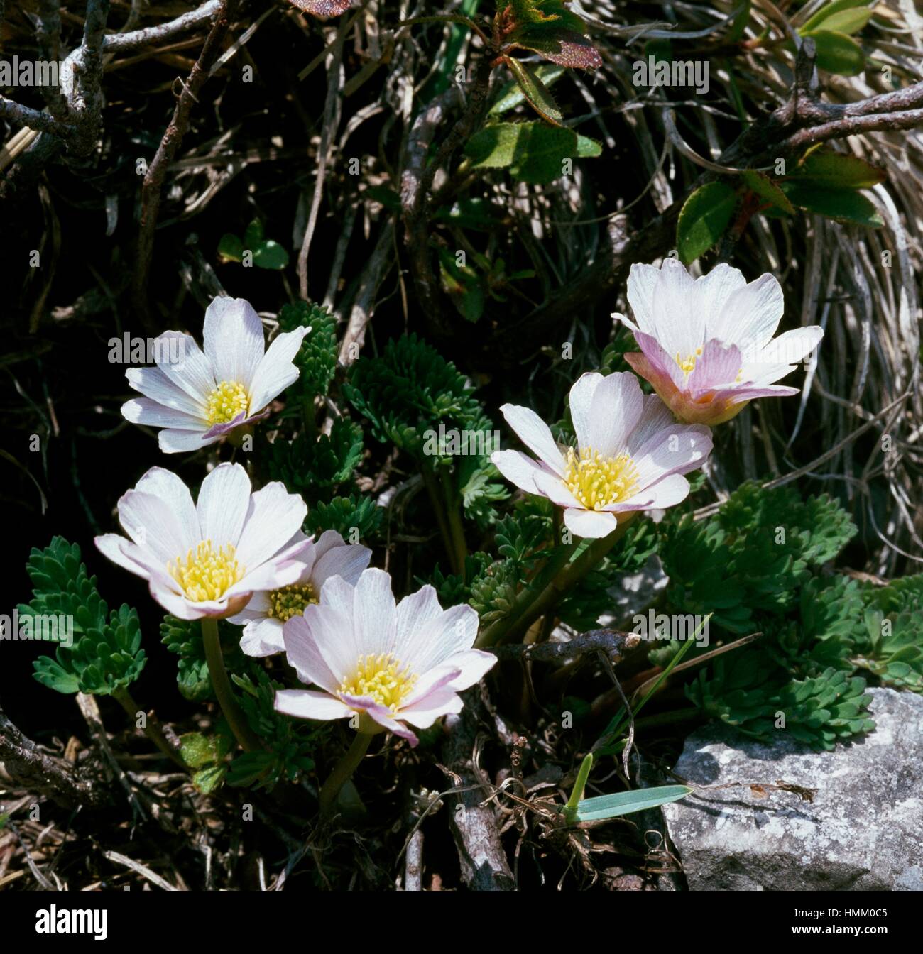 Callianthemum Kernerianum, Butterblume. Stockfoto
