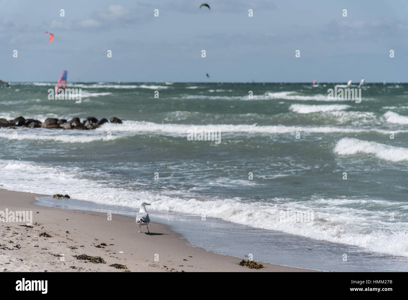 Möwe zu Fuß am Strand mit stürmischer See und Sufers im unscharfen Hintergrund Stockfoto