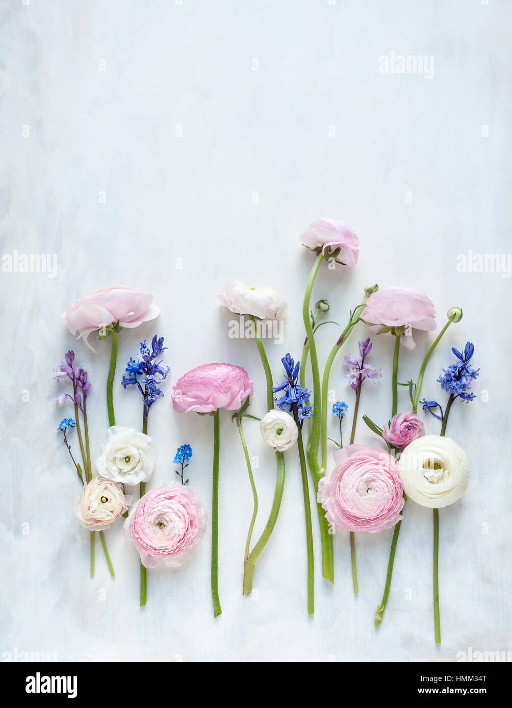 Stillleben von Ranunculi Glockenblumen und Vergissmeinnicht in einer Reihe auf einer weißen und grauen gemalten Kulisse von oben fotografiert Stockfoto