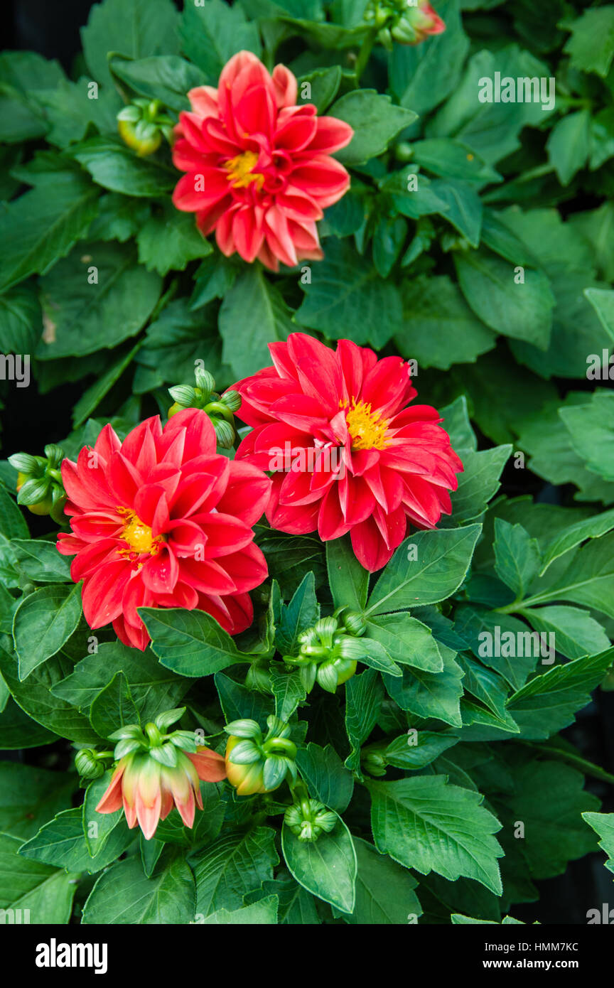 Farbenfrohe Dahlien Pflanzen in voller Blüte Stockfoto