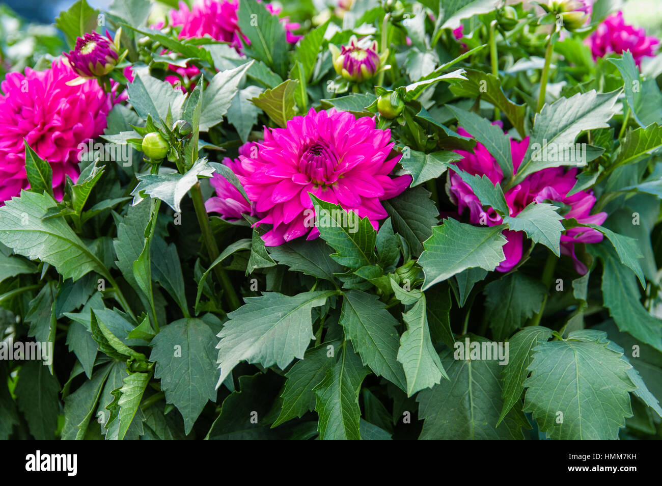 Farbenfrohe Dahlien Pflanzen in voller Blüte Stockfoto